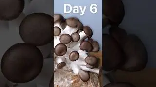 Watch These Mushrooms Double in Size #shorts #timelapse #mushroom