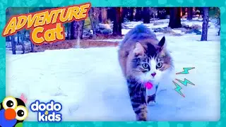Scared Kitten Now Loves...Swimming?! | Dodo Kids | Adventure Animals