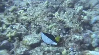 kona 2011  Tinker's Butterflyfish
