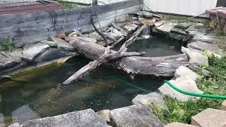 Spring Cleaning of the Turtle Ponds