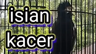 suara jalak suren gacor isian kacer untuk pancingan jalak suren paud belajar bunyi