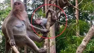OMG! Pity Baby Monkey Jessie falls down from the tree while jumping.