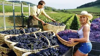 How American Farmers Grow & Harvest Millions of Tons of Grapes | Wine & Juice Factory Process 🇺🇸🍇