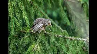 Northern pygmy owl #AINatureverse #AIAnimals #DigitalWildlife #AIMagic #FutureNature #WildByAI