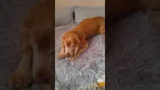 Afro spániel napjai 16 éves kora után . 