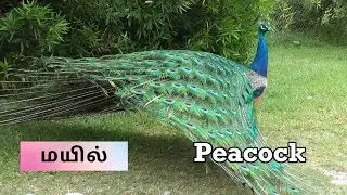 50 Birds name in Tamil and English | பறவைகள் | Tamil Birds Name video for Kids and Children