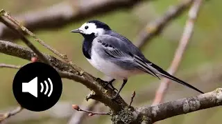 Chant de la Bergeronnette grise | White Wagtail Call