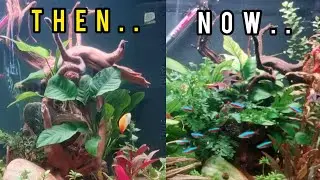 What happened to my NO CO2 DIRTED TANK after 5 months?