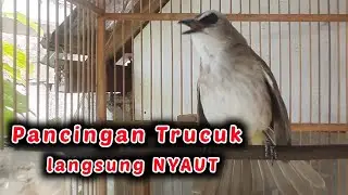 Pancingan TRUCUK BISU, OMBYOKAN PASTI LANGSUNG BUNYI