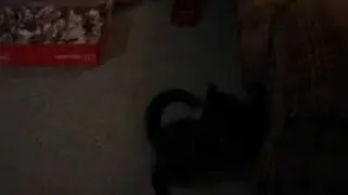 Zipper cat