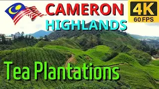 Cameron Highlands Tea Plantation Views - Malaysia Motorcycling Drive, February 2023 [ Malaysia 4K ]