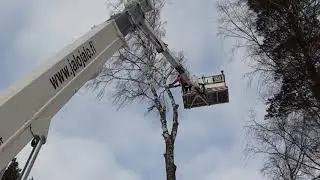 Metsola testaa 6, Ms 193 ja Ms 462 tositoimissa puunkaadossa.