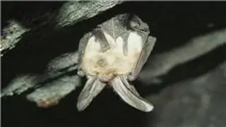 Bats : What Do Bats Do in the Winter Time?
