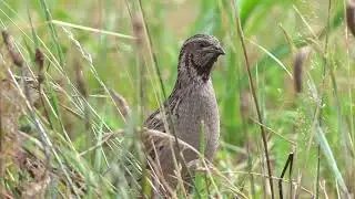 The Fighter | Common Quail Sound | In Jungle | Quail Sound | HD Video