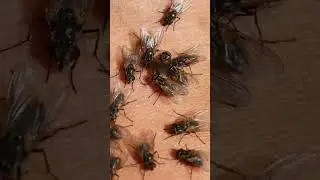 Fly Sounds: Lots of flies flying and crawling on skin