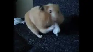 Hamster stuffs cheeks to the brim!