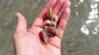 Nice Small Shells