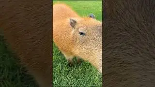 Capybara's Day #love 🔥
