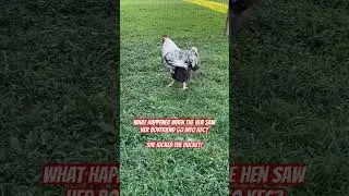 Daily chicken jokes with King Elvis the Fat #chickens #funny #farming #jokes