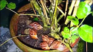 A group of snails are on top of a flower pot 