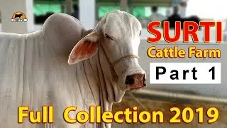 Surti Cattle Farm 2019 Complete Collection Part - 01, Surti Cattle Farm 2019 - Cow Mandi 021 - sgcmk