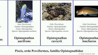 Piscis, ordo Perciformes, familia Opistognathidae opistognathus fish lonchurus Futuremono cuvierii