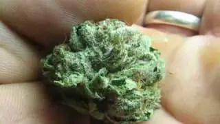 BUBBA KUSH ~ INCREDIBLE KUSH FOOTAGE ~ LOT'S O' FROST