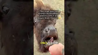 The ONLY TRAIN you can hand feed Bison like this and it&rsquo;s only 1.5 Hours from Denver!