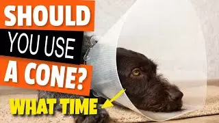 🐶&iquest;Как долго собака должна носить конус?