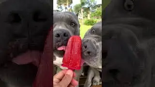 Another Hot Day - Strawberry Popsicle for the Dogs #americanbully