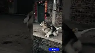 Shocking Moment‼️Goose Attacks Dog 😱 #shortsviral #shorts #dog