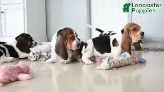 Adorable Basset Hound Puppies