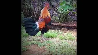 Cock Crow