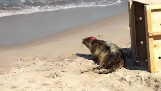 Spazierg&auml;nger gef&auml;hrden Robbenbabys an der Ostsee
