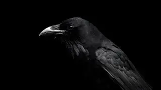 The Raven | Edgar Allan Poe | Dark Academia Aesthetic 