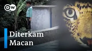 Bagaimana Macan Tutul Bisa Sampai Menyerang Manusia di India