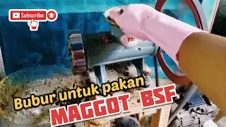 Giling Limbah organik untuk pakan maggot bsf dengan mesin giling daging