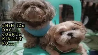 sHiH tZu DoG cOuPLe KiNuLiT kO...