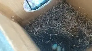 Membuahkan hasil,ternak burung kacer di kandang gantung