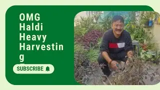 OMG 😳Organic Haldi ki Harvesting 😳😎 #plantcare ##gardeningtips #haldi #organicgardening  #ytvideo