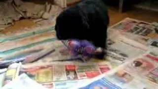 HL (age 4,5 weeks) playing / HL leikkii (4,5 viikkoa vanha)