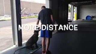 Lessons! | Best Dog Trainers in Richmond! | Richmond Virginia Dog Training