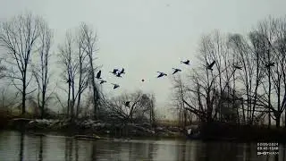Pass shooting big groups of Canada Geese?!