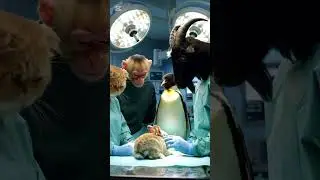 A baby rabbit is very sick and is being taken to the hospital by the mother rabbit.#animals