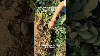 Kufri Bahar 3797 CPR Gol Chal potato seed F1 and G3 for Sale 12 January 2026