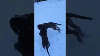 Cane Corso #puppy #invertocorso #canecorso #cute #love #friends #breeder #fci #winter #viral #shorts