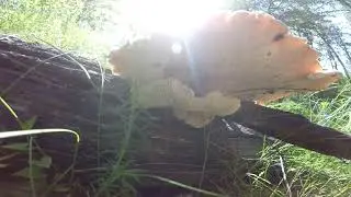 Пилолистник бокаловидный (Neolentinus cyathiformis).