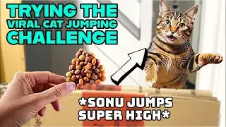 How HIGH Can My Cat Jump?! (The Challenge Took a Wild Turn!)