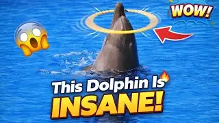 You Won’t Believe This Dolphin! 🐬😲 #dolphin