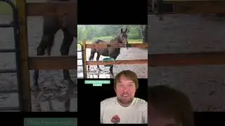 Best horse names!